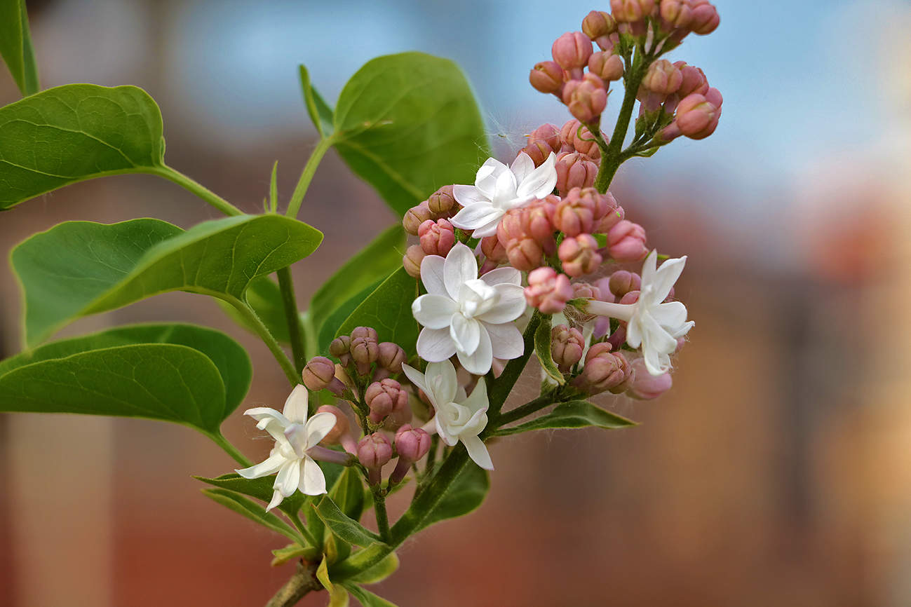 Расцветает...