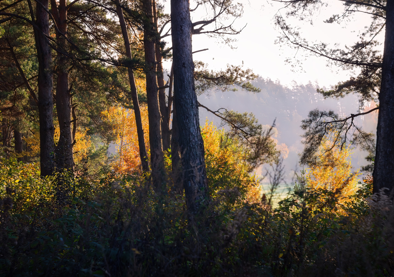 Утро в лесу