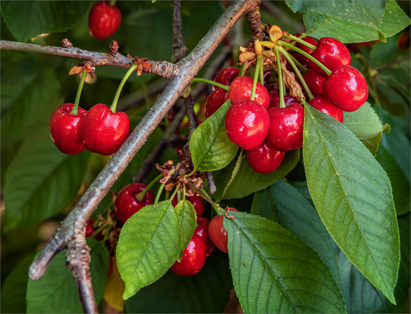 Черешня еще не поспела