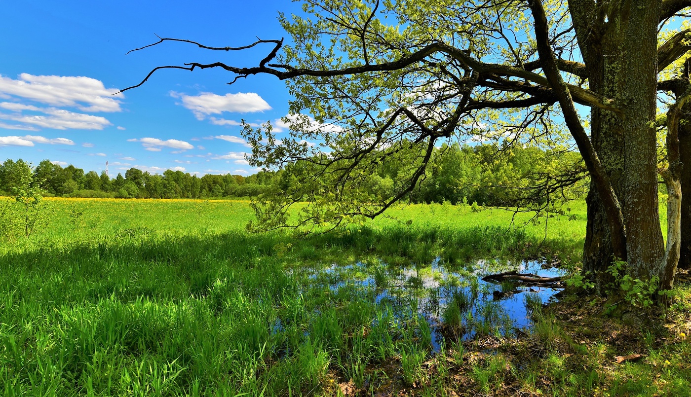 "Июнь среди дороги разлегся подшофе ..."