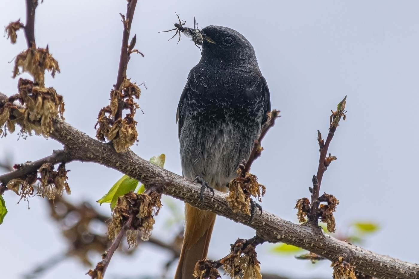 суповой набор