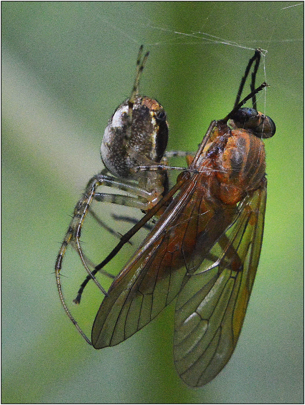 Жестокие объятья.