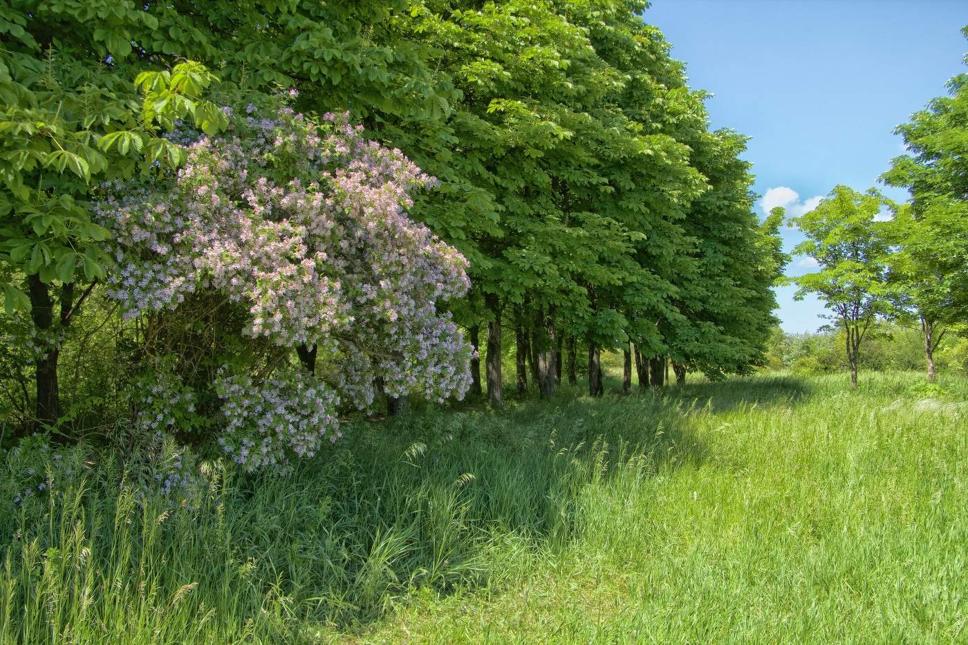Прошла Весна и Лето наступило .