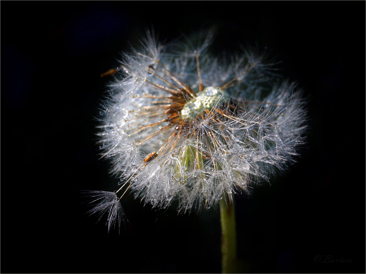 Портрет одуванчика зрелого возраста