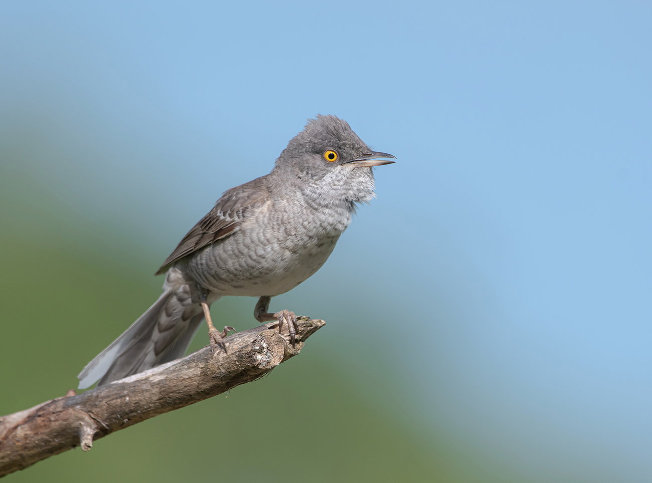 Ястребиная славка