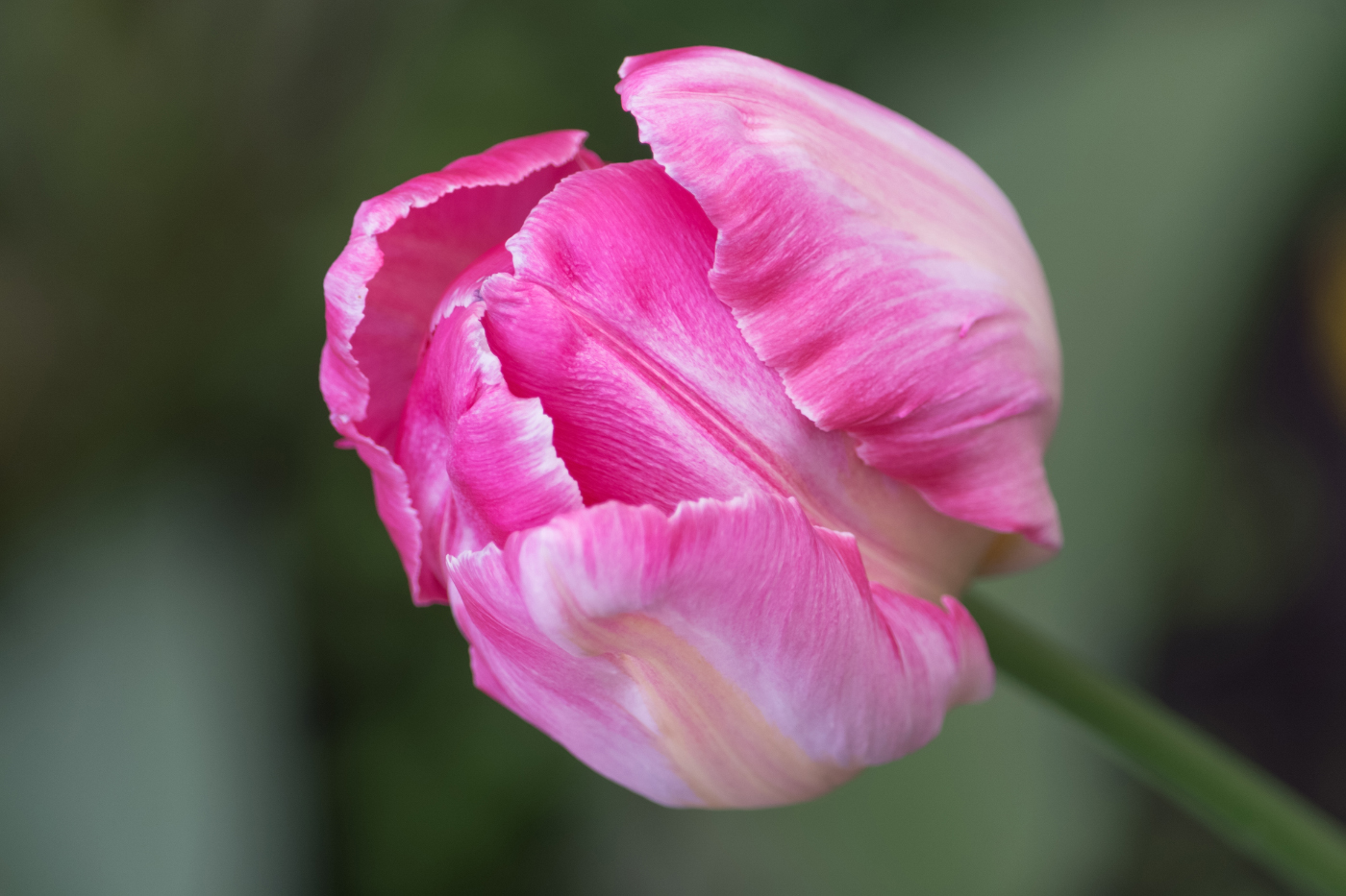 Весеннее. Майское.