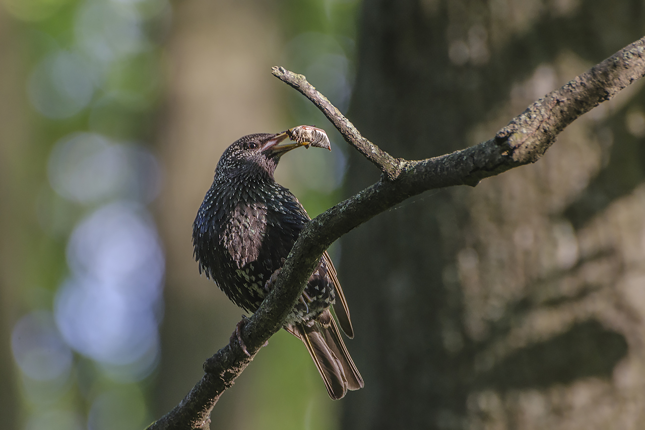 Из майского рациона