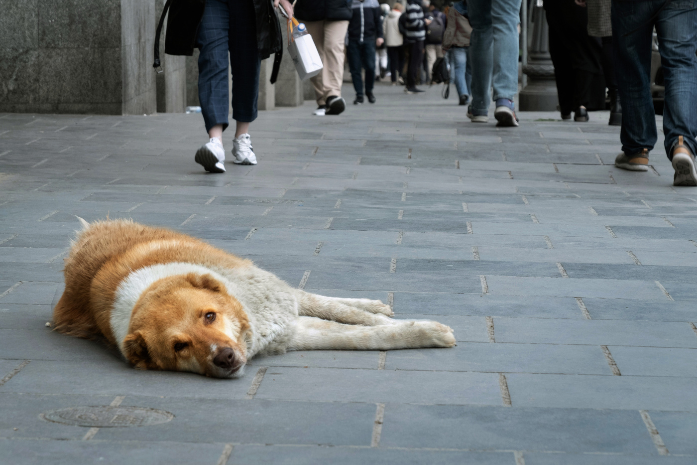 из серии "Собаки Тбилиси"