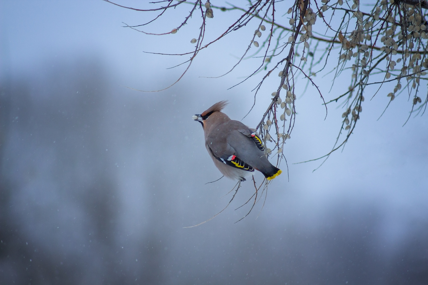 Свиристель