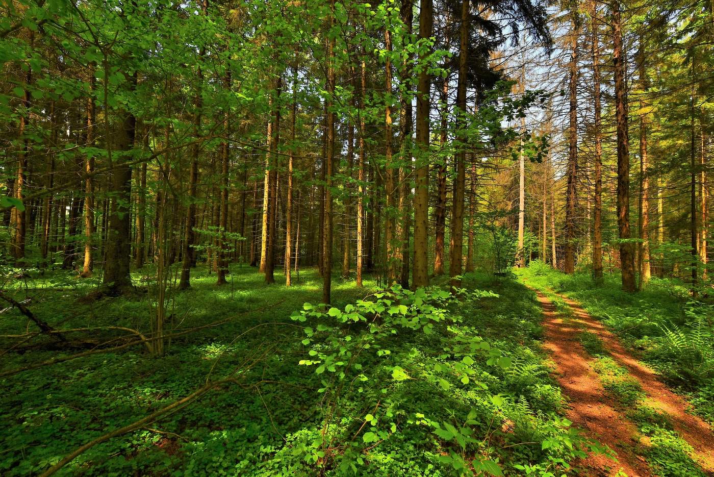 "Полдень раннего июня был в лесу ..."