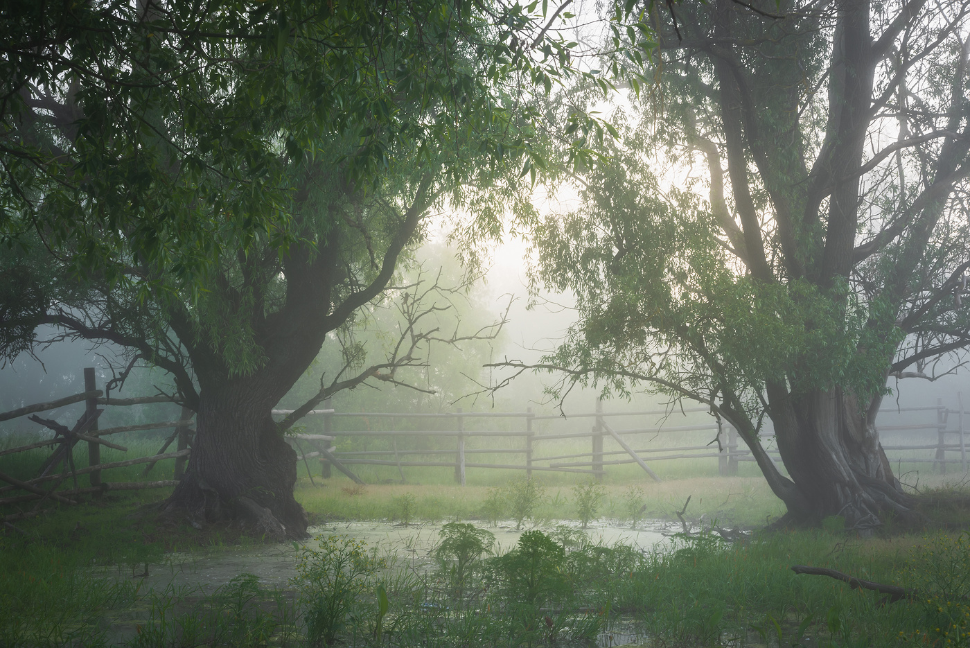 В рассветном тумане