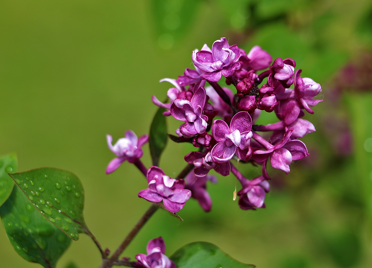 Июнь - время сирени