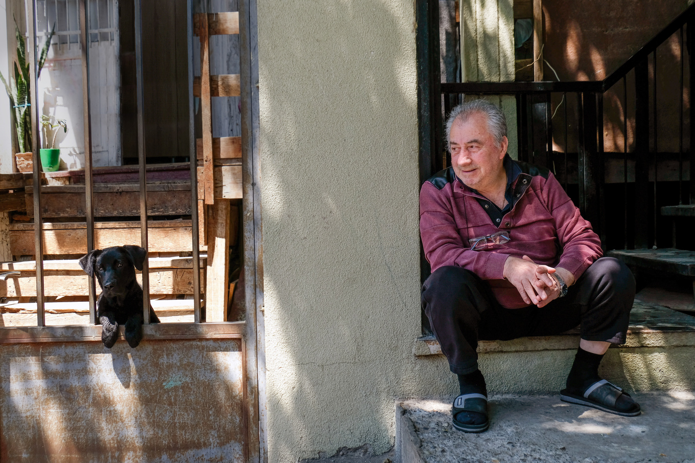 Серия "Собаки Тбилиси"