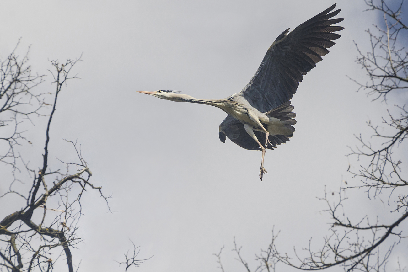Очень длинношеее животное