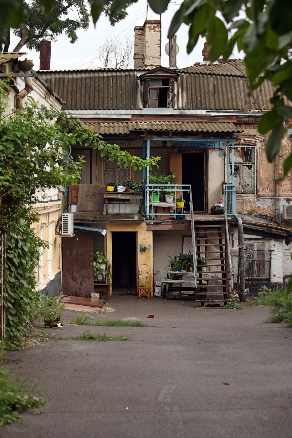 Цветы,кусты,ну и коты...)