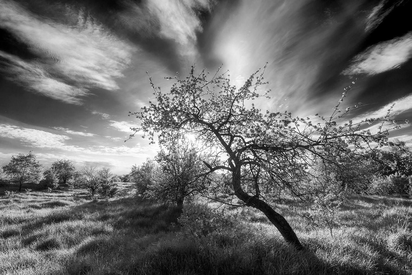 Старая яблоня...