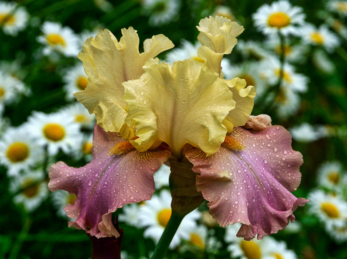 После дождя