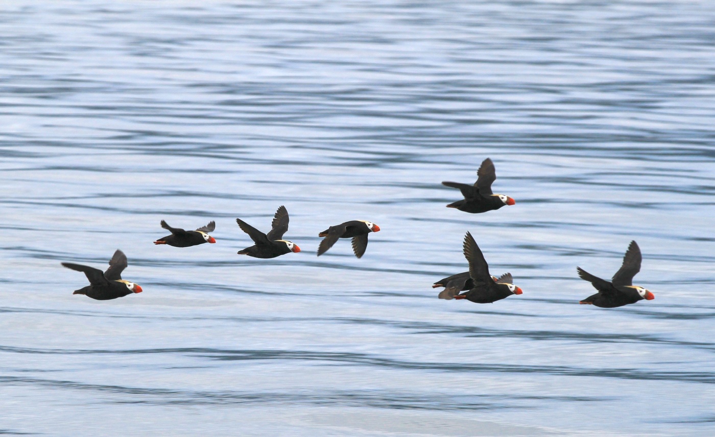 Над морской гладью