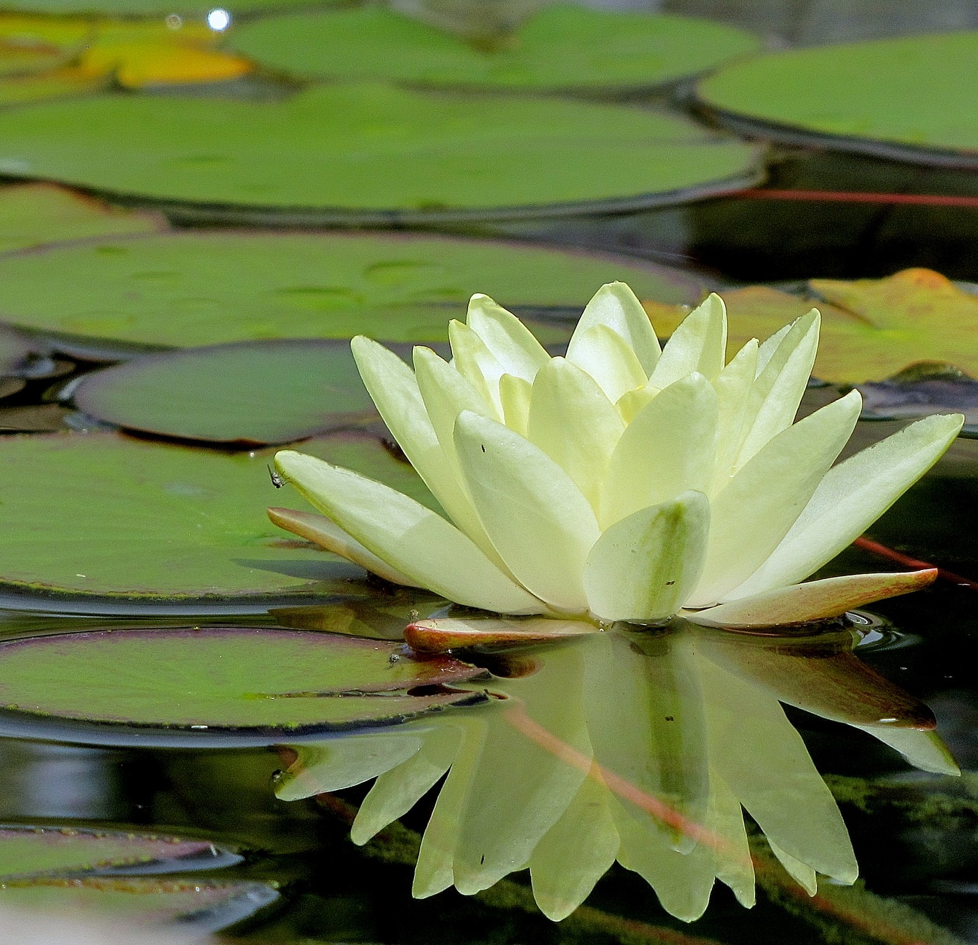 Желтая нимфея!