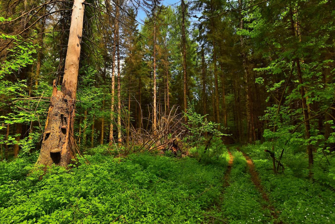 "Июнь на пороге, впусти в себя лето ..."