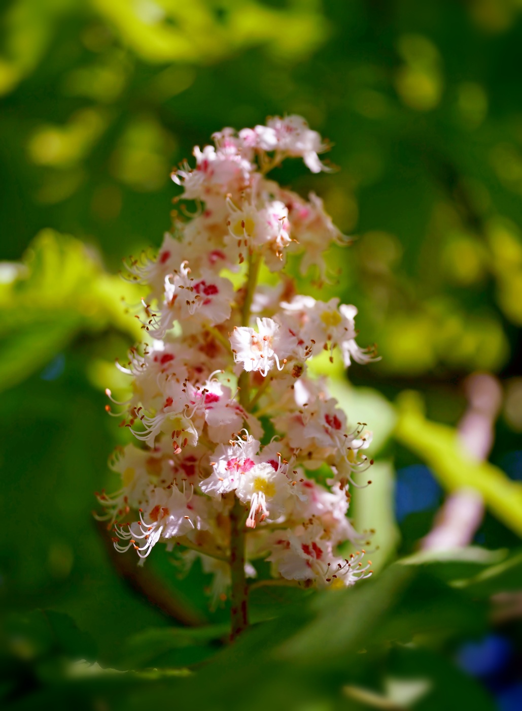 Цветение каштана