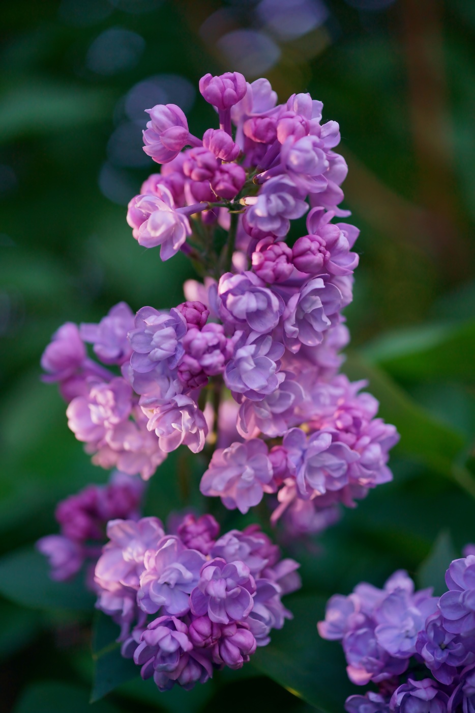 Сиреневый цвет