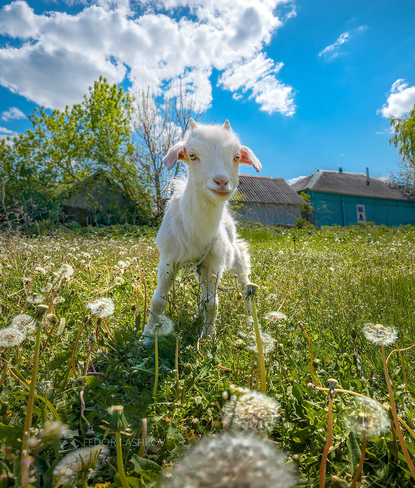 Любопытный козлёнок