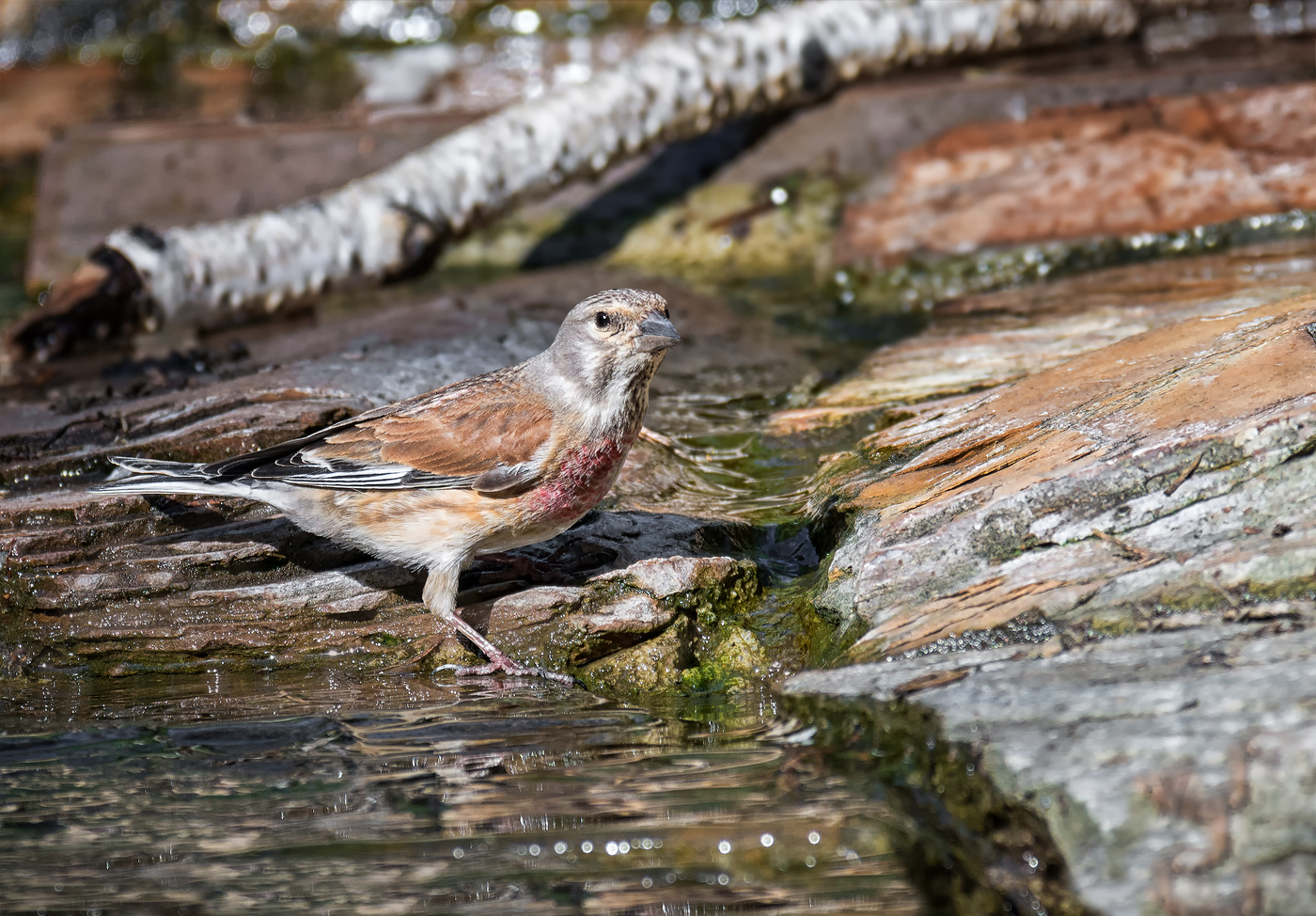 коноплянка..