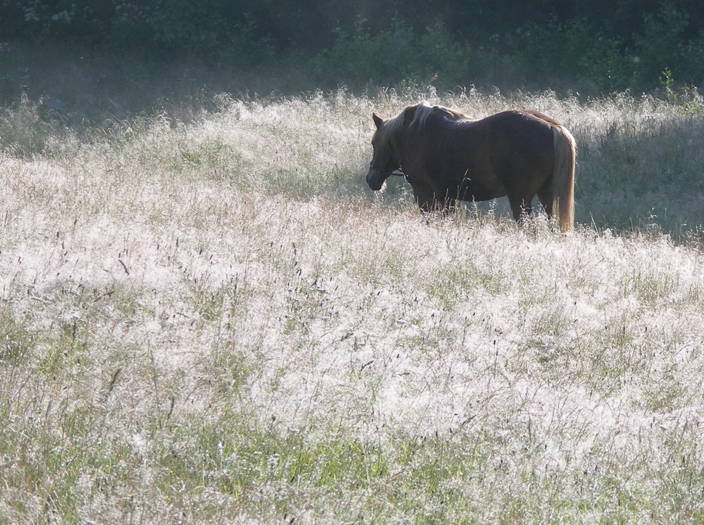 По утренней росе...