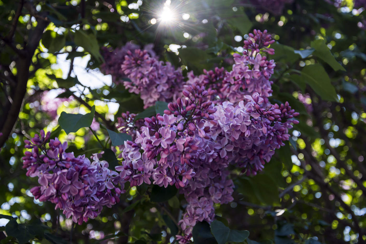 Пусть всегда будет солнце...