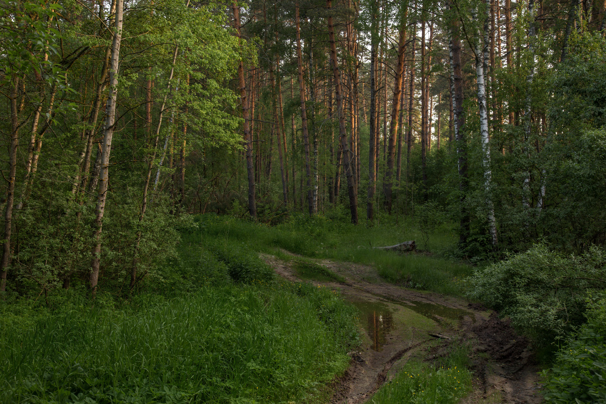 Лес просыпается