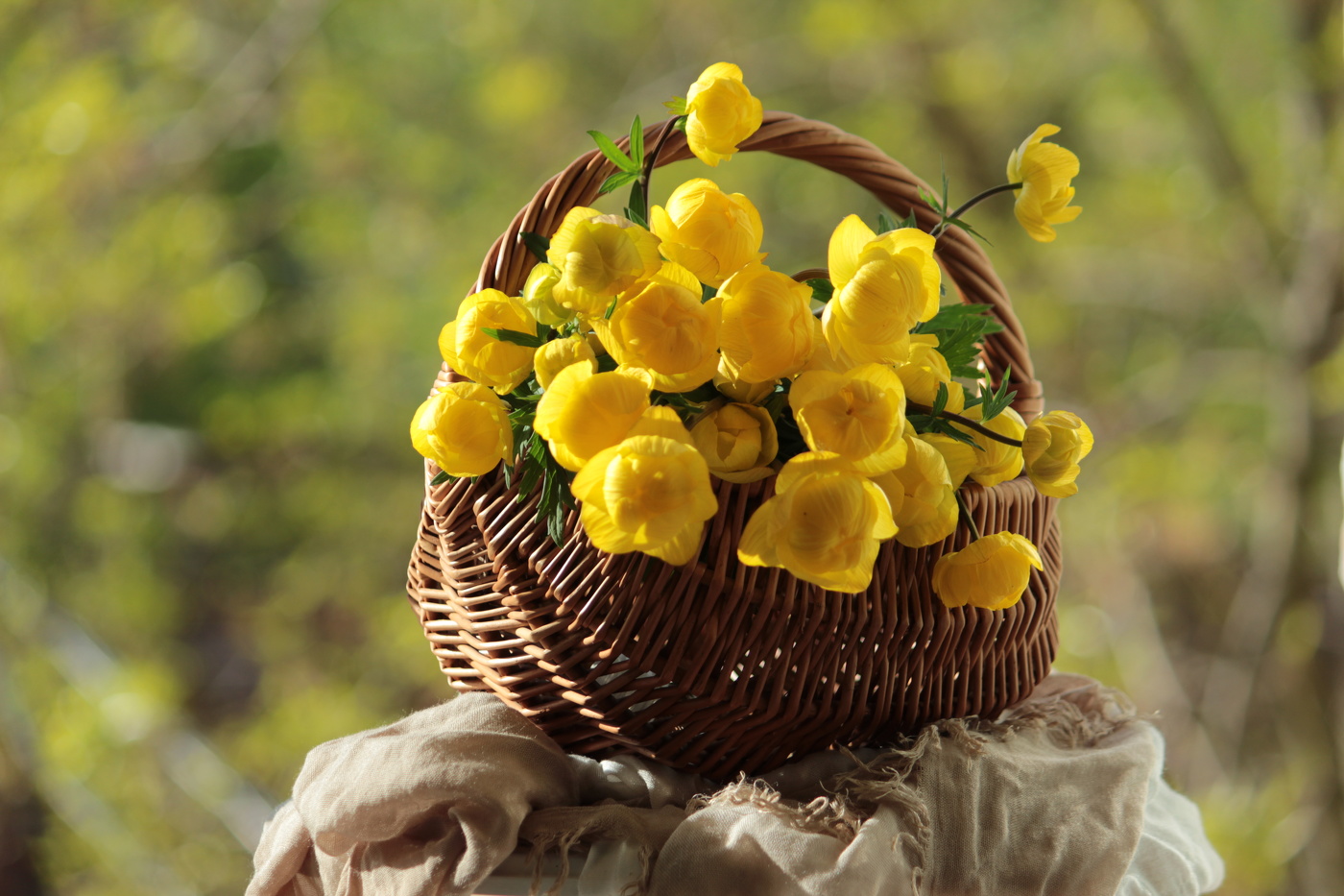 Купальницы