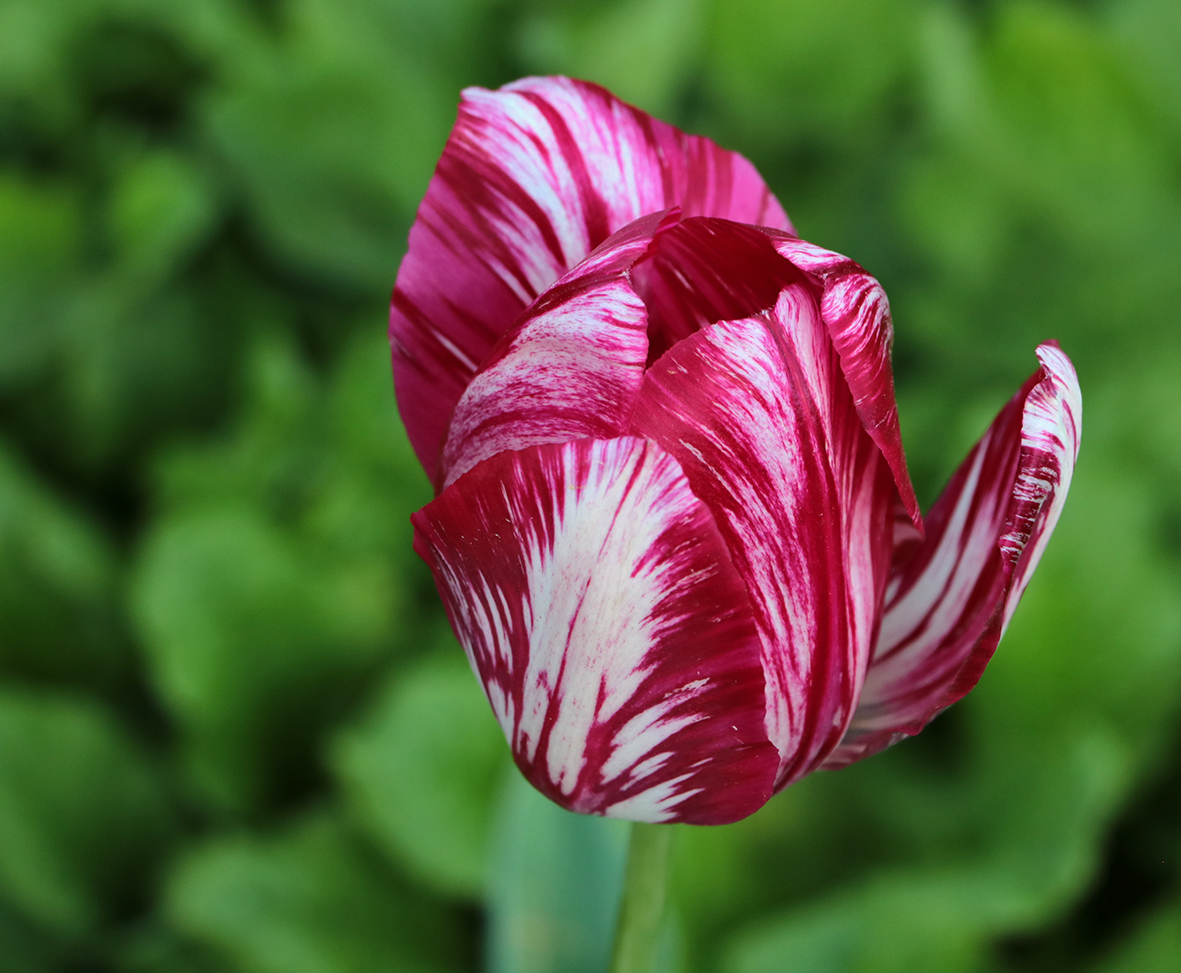 Из последних, июньских