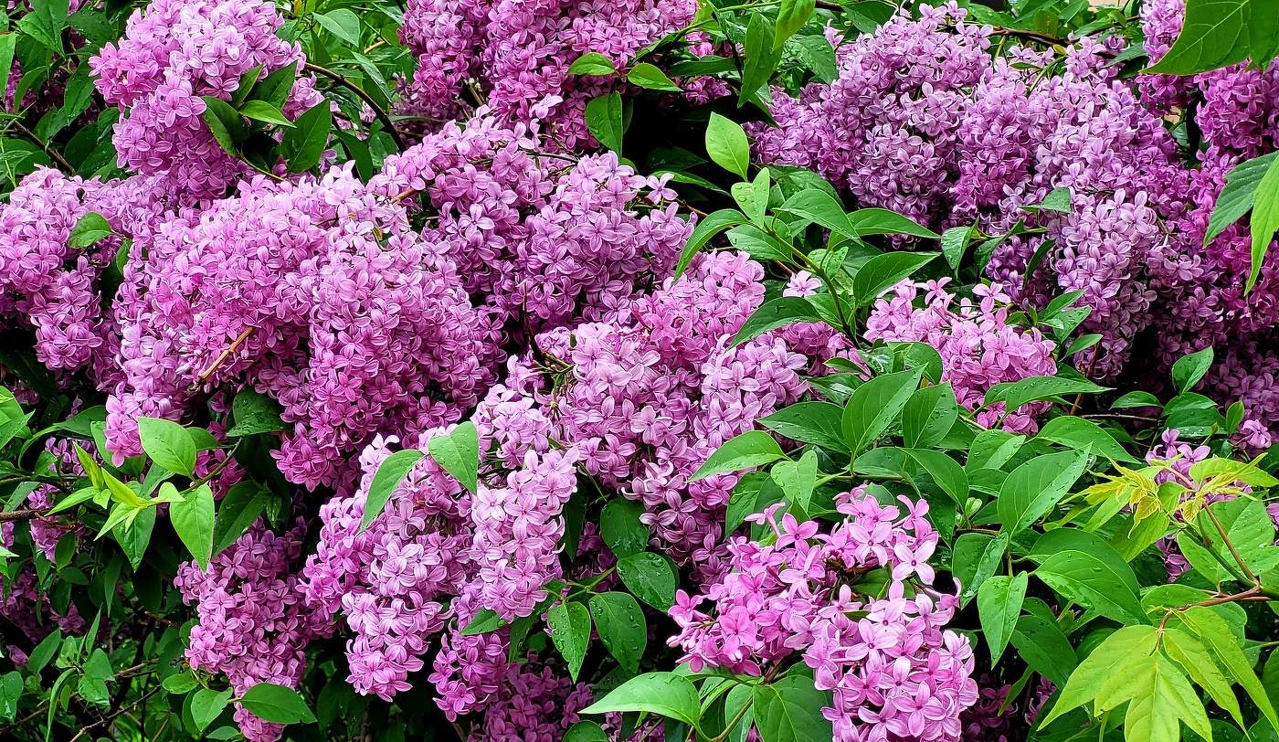 Подарок богини по имени ВЕСНА.