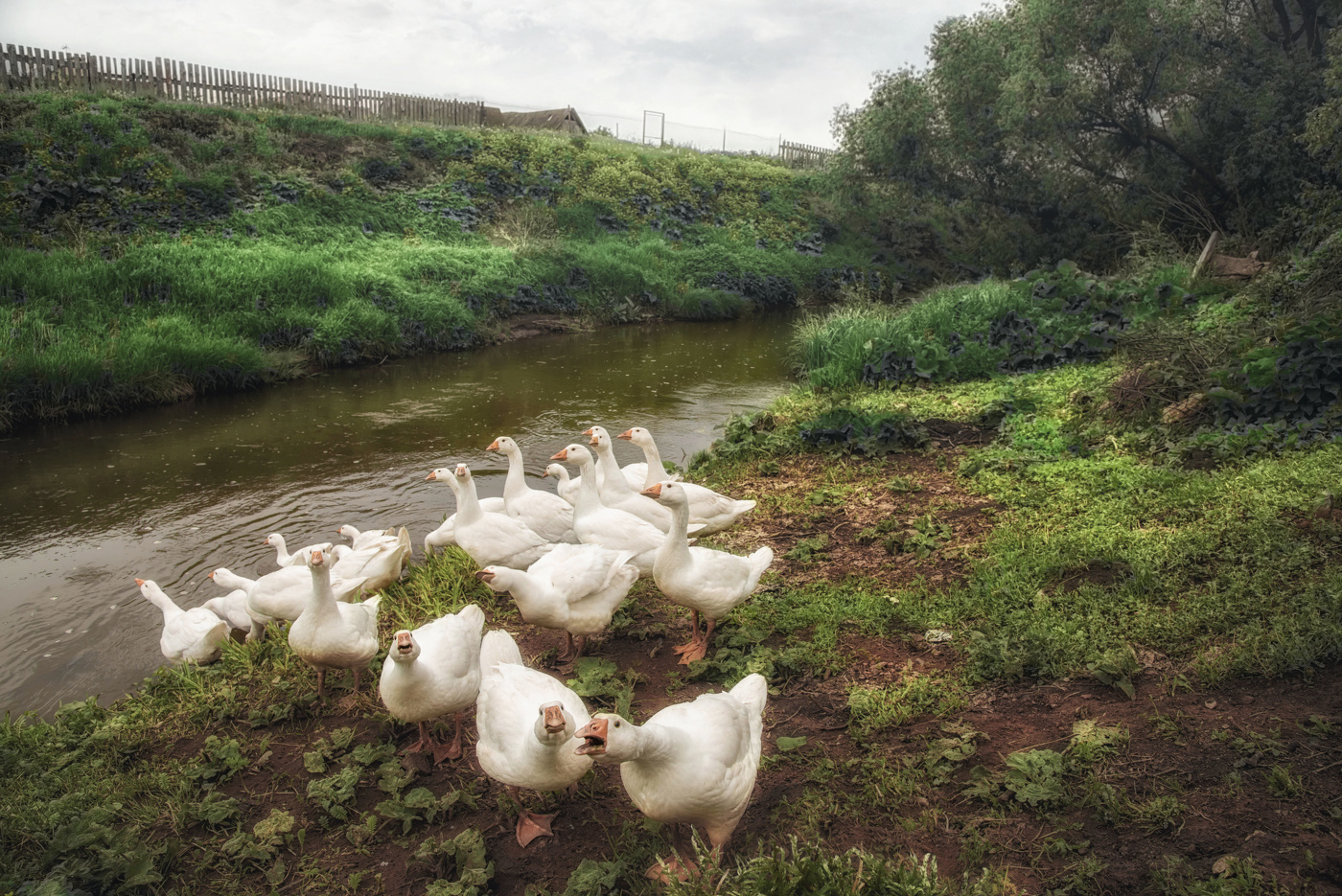 Гуси у ручья