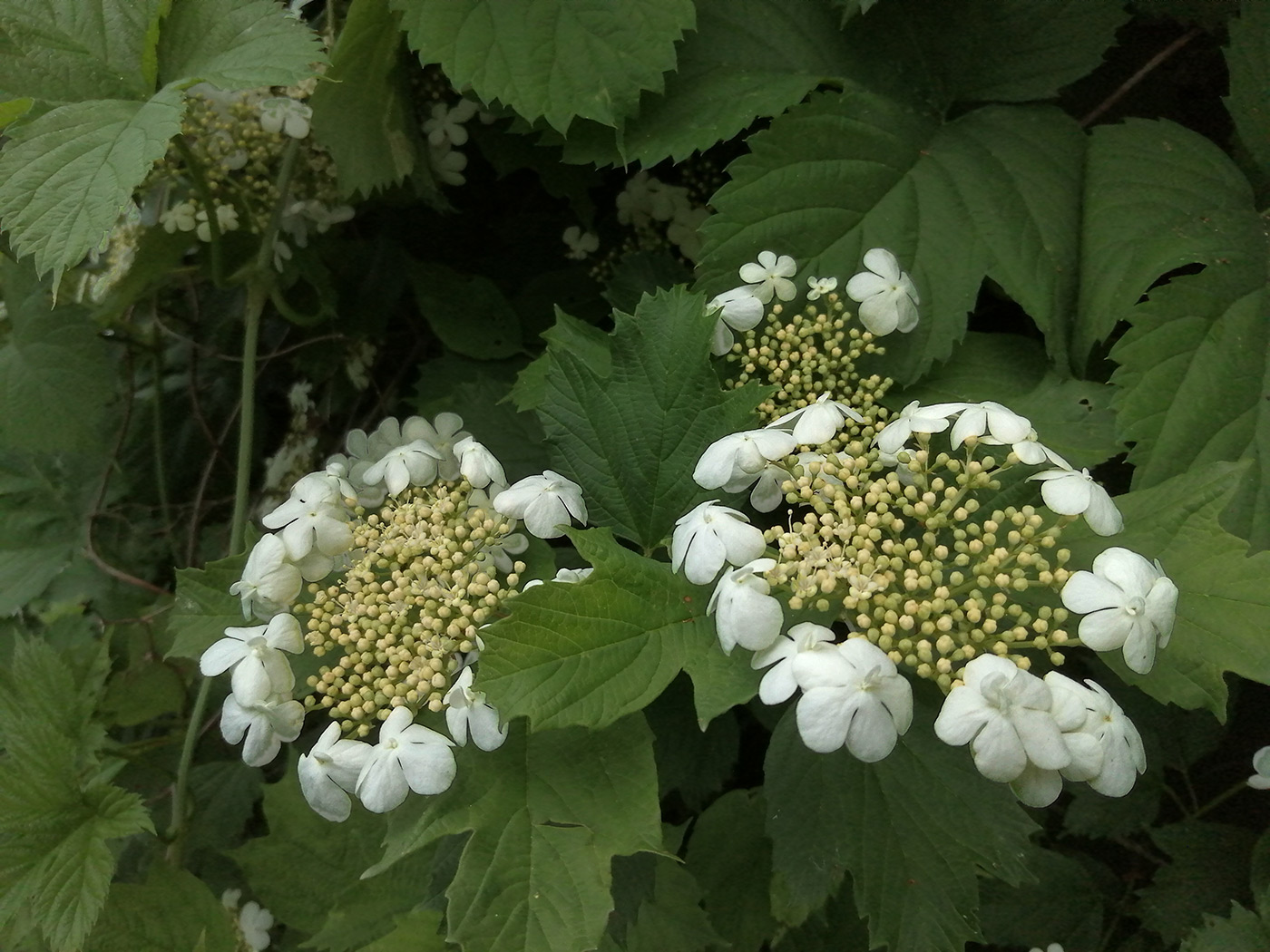 цветет калина