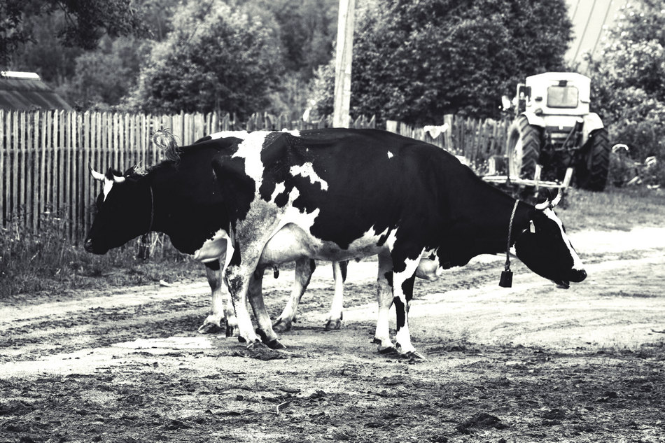 Жизнь вокруг