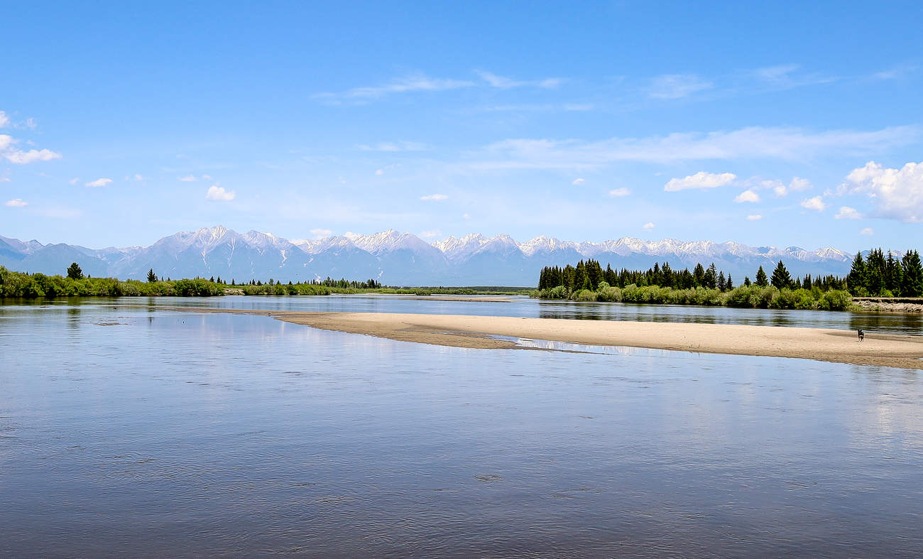 Собака на косе