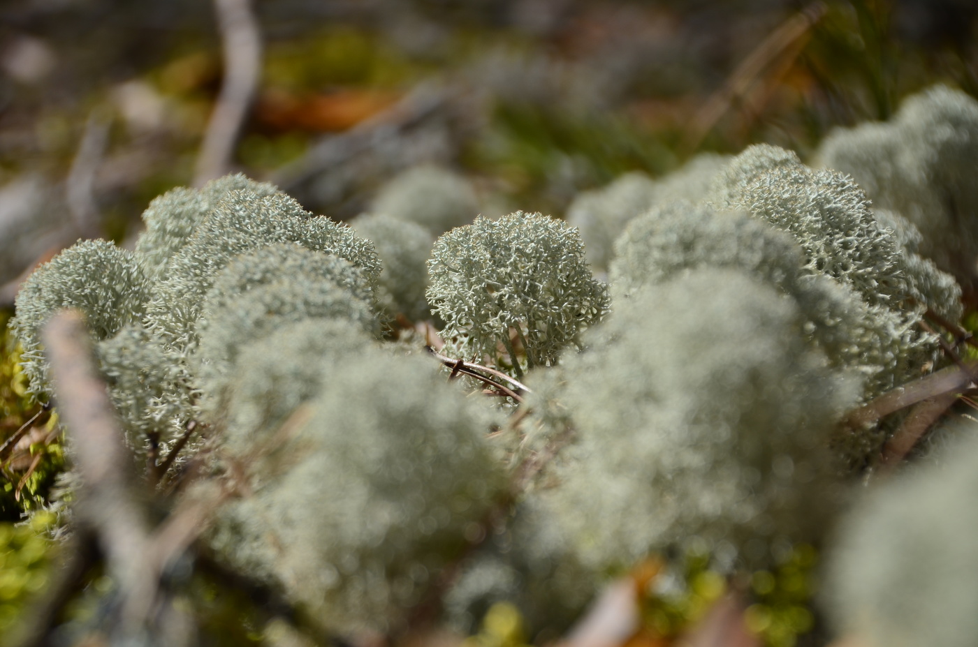Вот такой вот Колобок