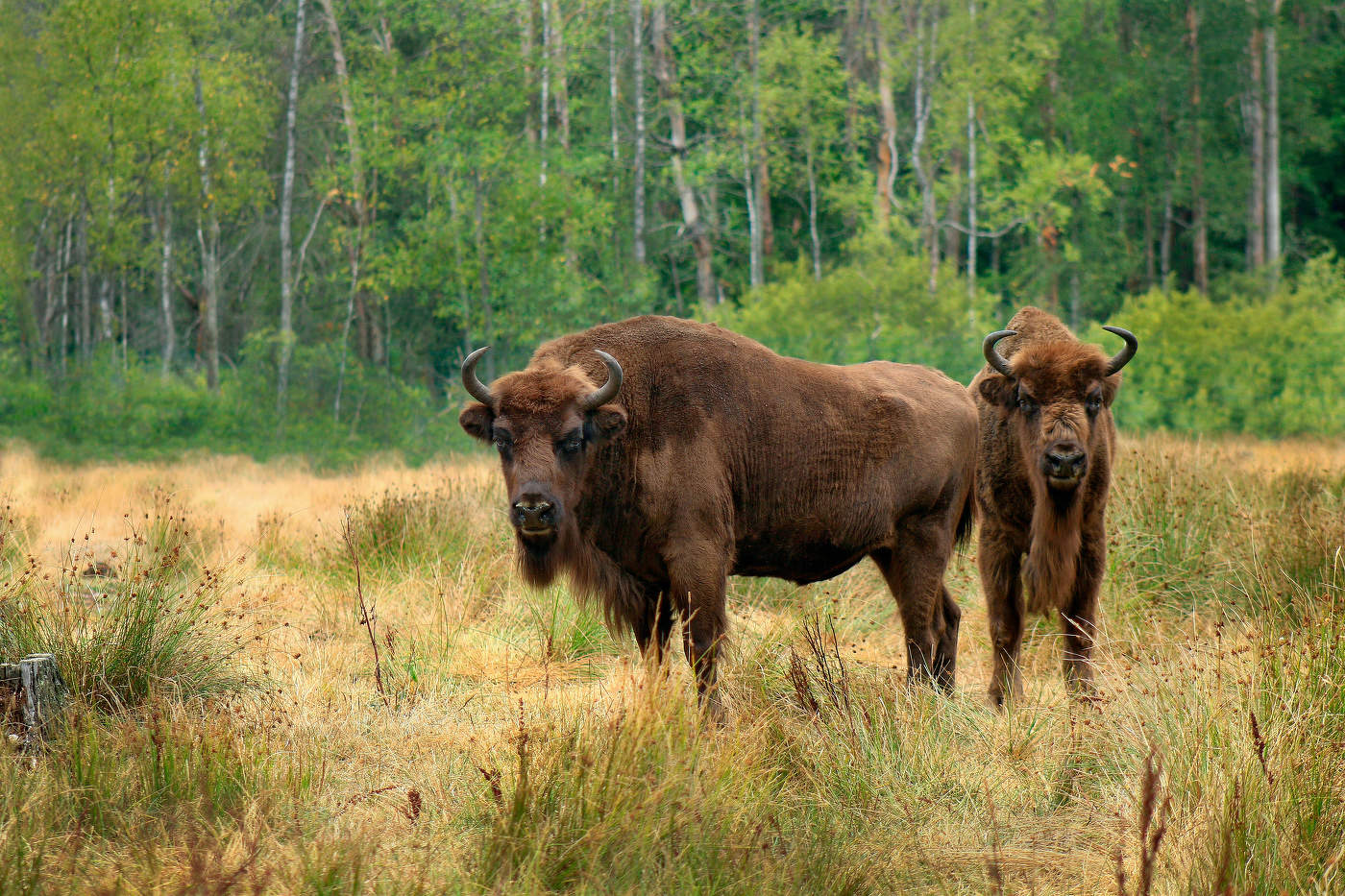 В краю непуганых зверей - III .