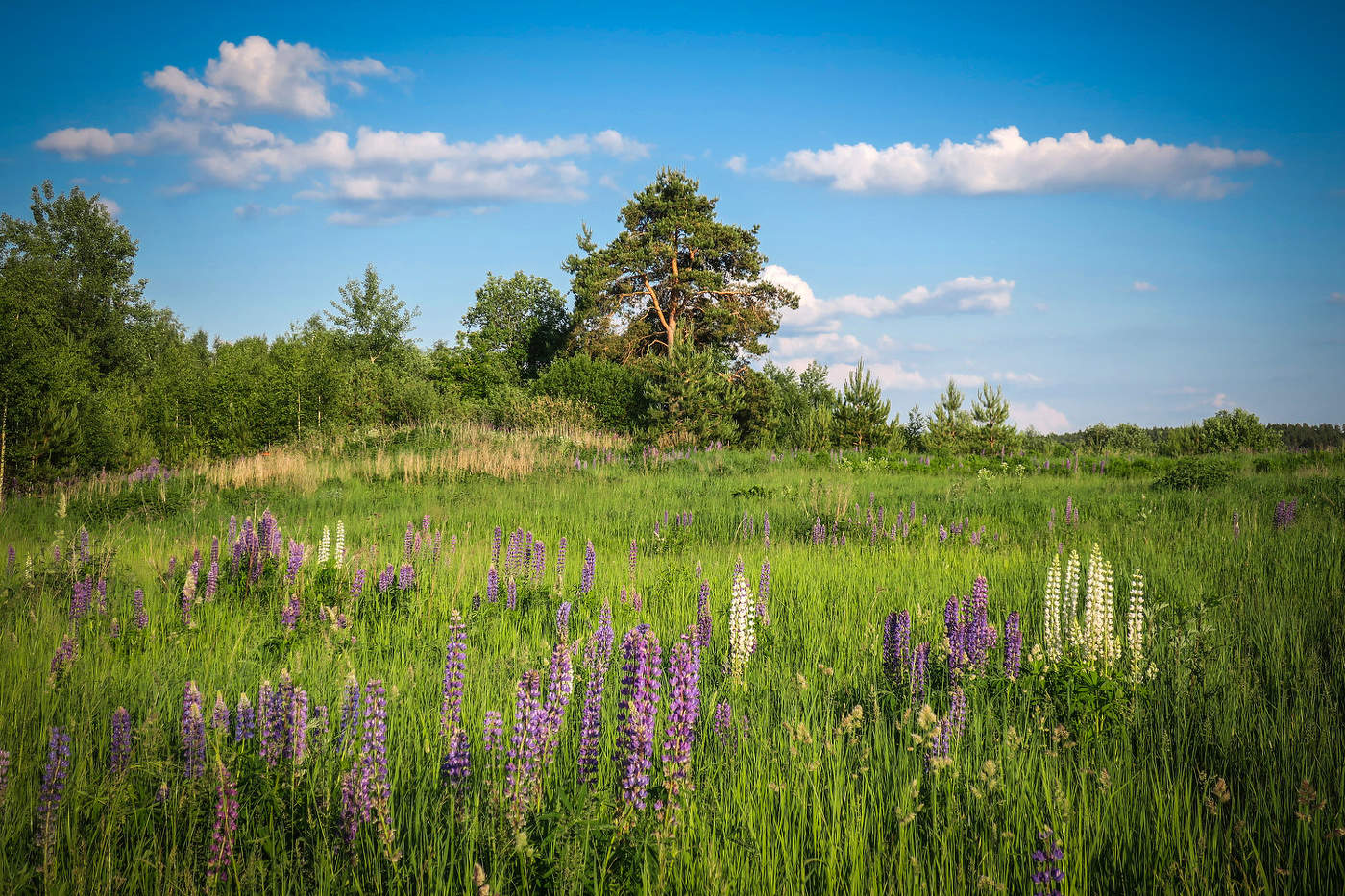 Пейзаж с люпином