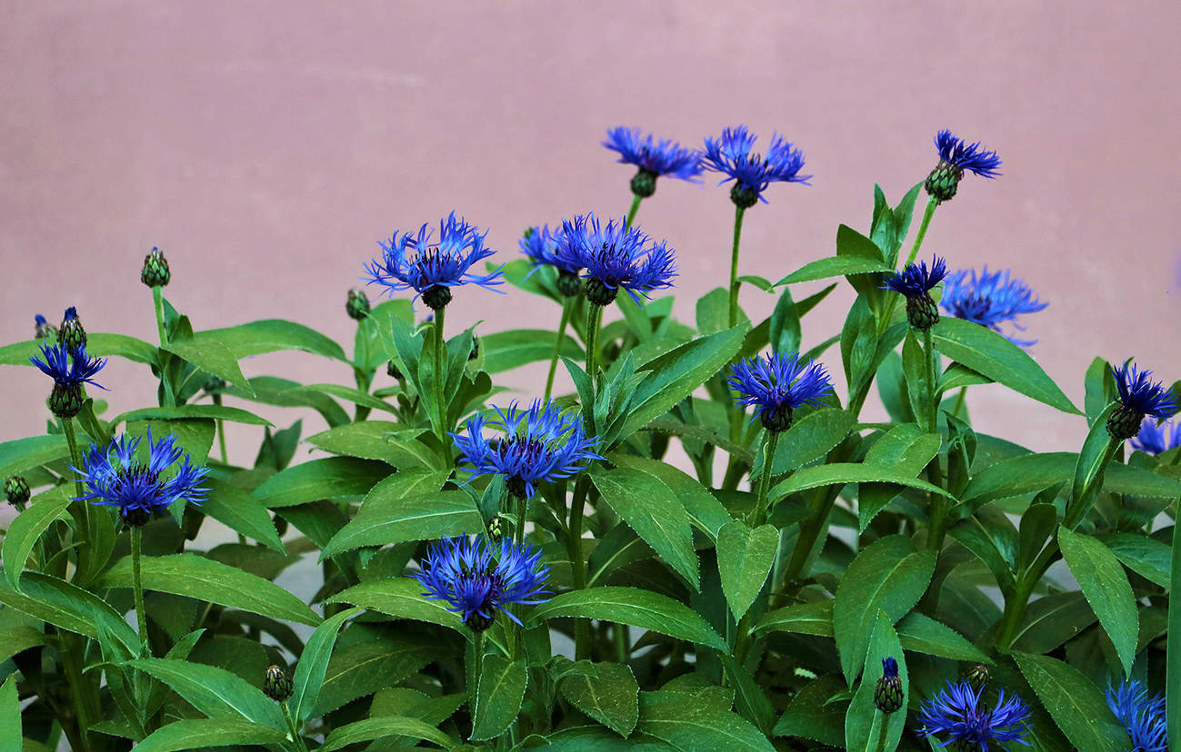 Василёчки-васильки