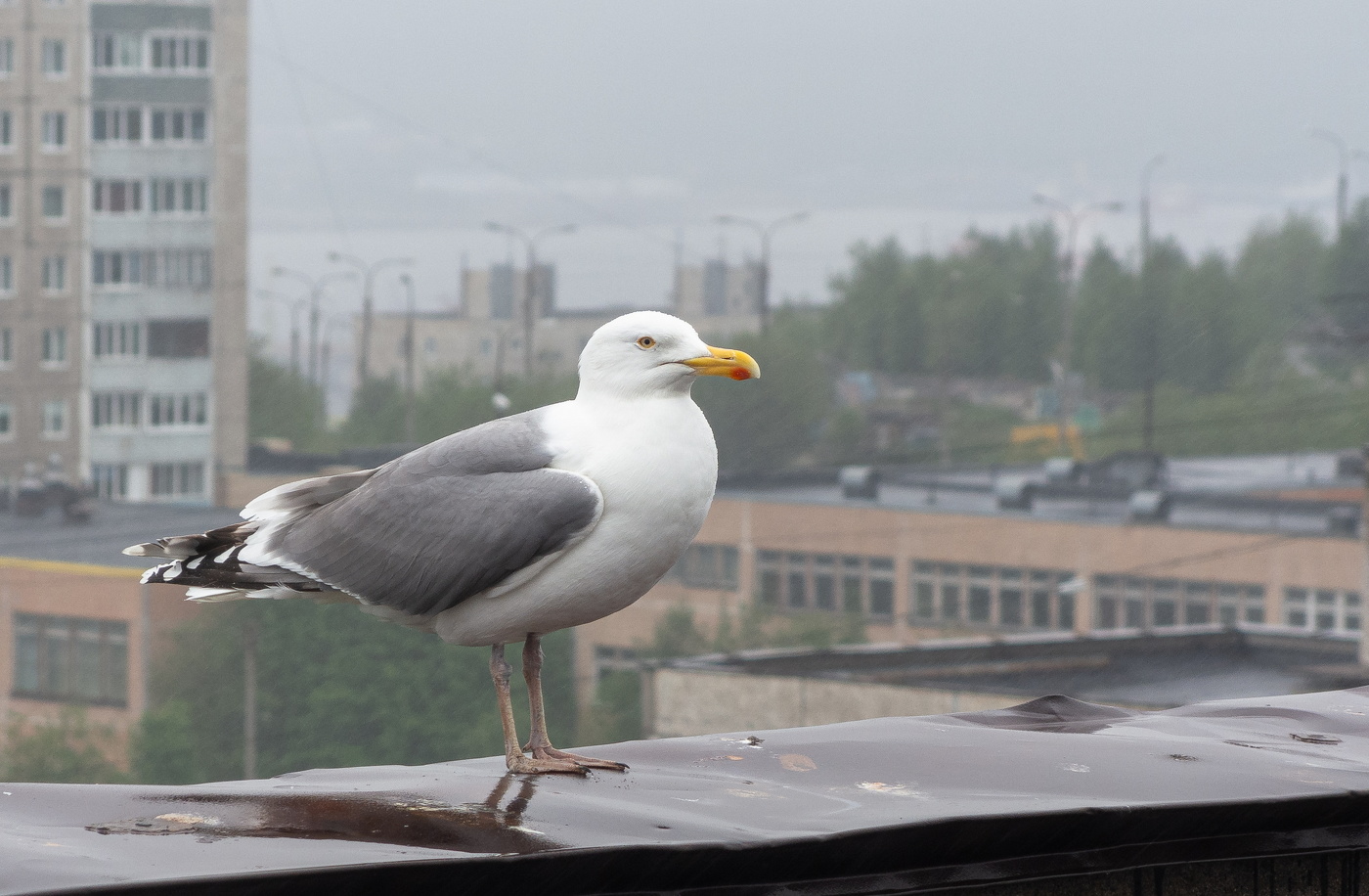 серебристая чайка