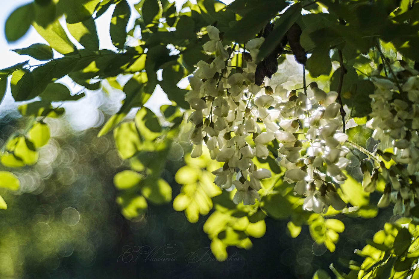 Белой акации гроздья душистые...