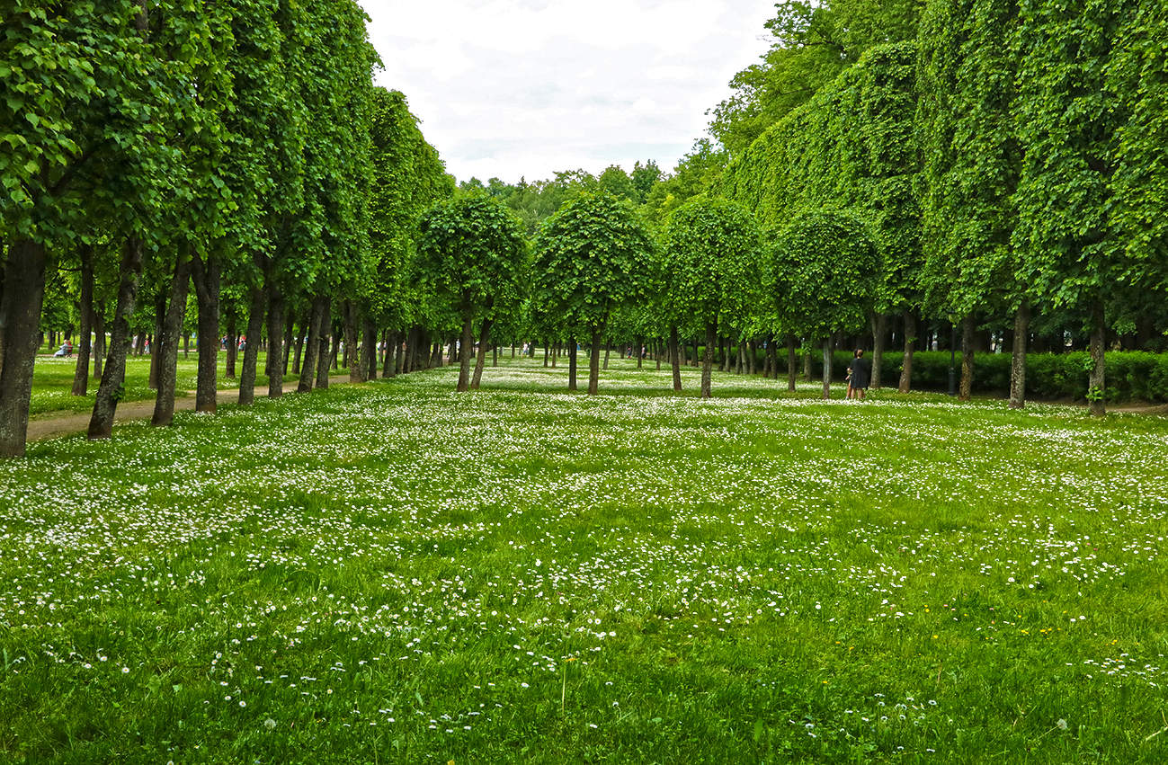 Поле маргариток