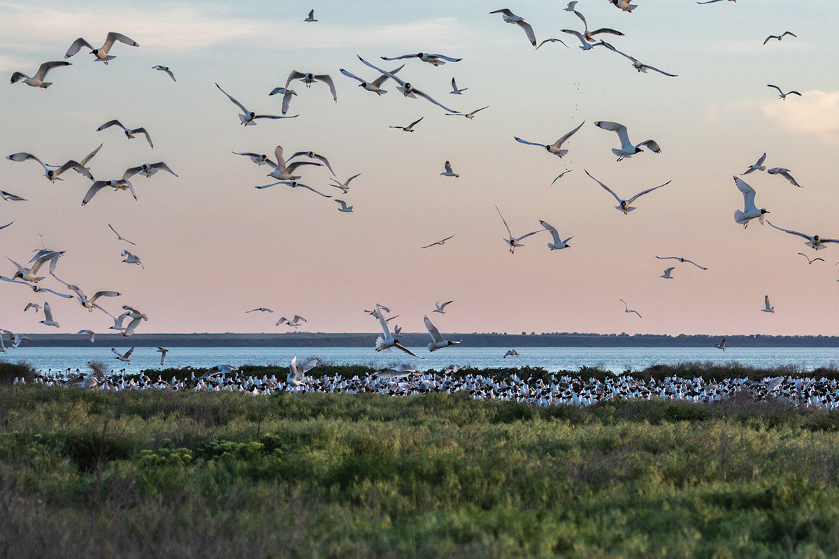 Шумная колония