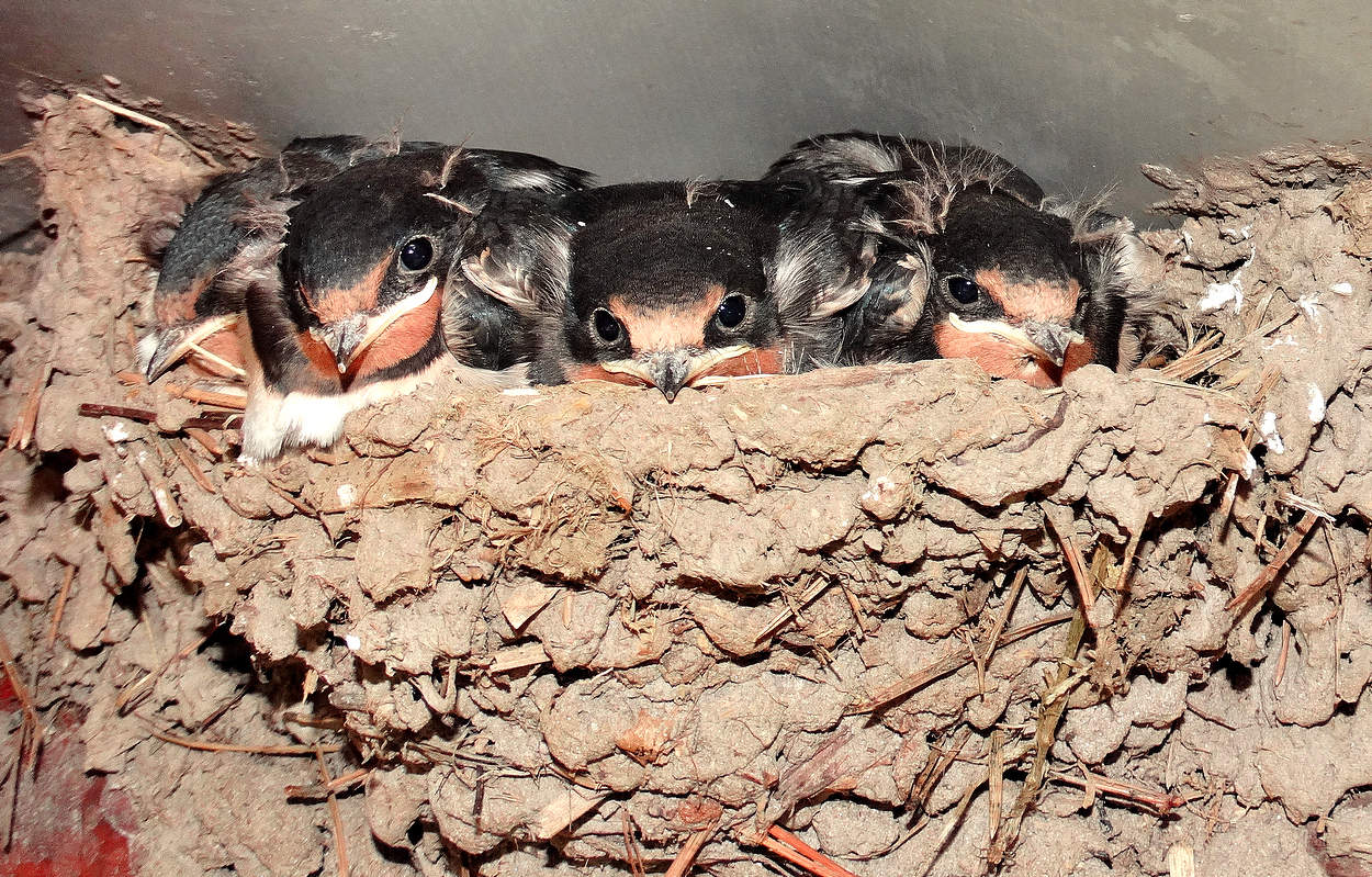Птенцы деревенской ласточки