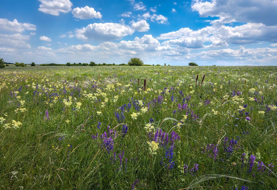 Богатство цветущей степи