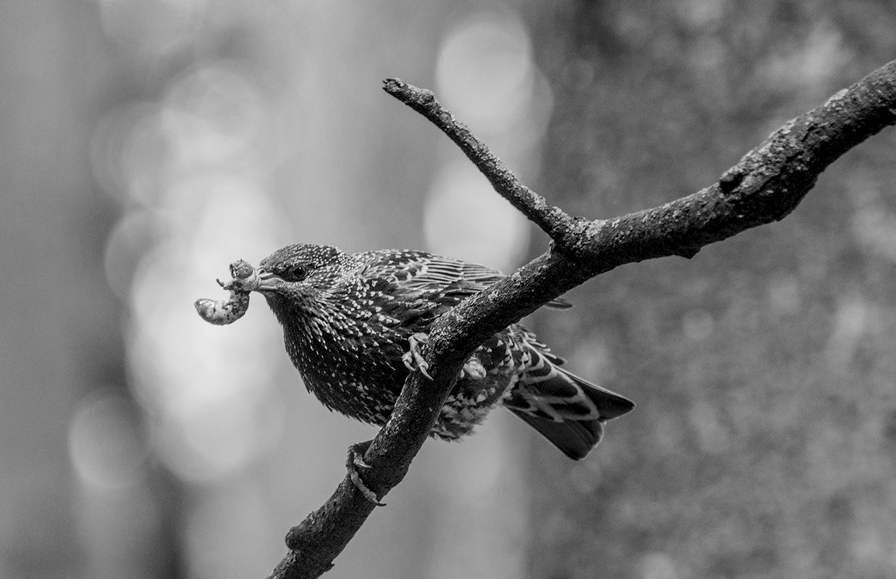 Аппетит приходит во время весны
