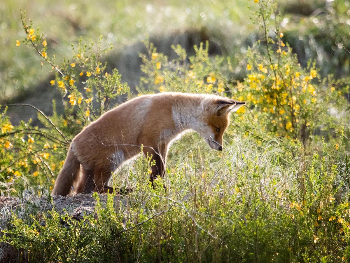 Что-то ползает в траве